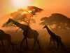 Namibie